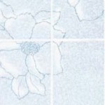 magnolia_blue-150x150